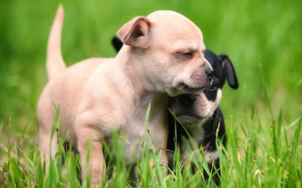 Puppy Wallpaper - Preview 2