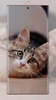 cat wallpaper screenshot 2