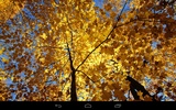 Autumn Wallpaper screenshot 10