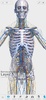 V. Anatomy screenshot 19