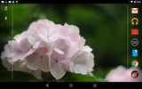 白い紫陽花の壁紙 screenshot 2