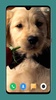 Dog Wallpaper 4K screenshot 3