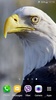 Eagle 3D Video Live Wallpaper screenshot 10