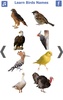 تعليم أسماء الطيور باللغة الانجليزية screenshot 3