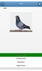 Breeds of pigeons - quiz screenshot 10
