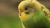 Parakeet Sounds screenshot 1