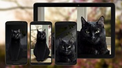 Cat Live Wallpaper screenshot 11