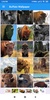 Buffalo Wallpaper: HD images, Free Pics download screenshot 8