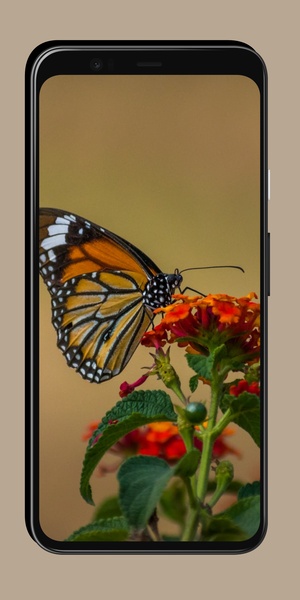 Butterfly Wallpaper OurcreativeApps - Preview 5