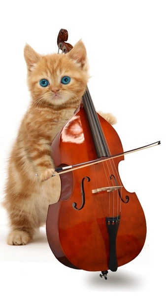 Funny Cats - Preview 7