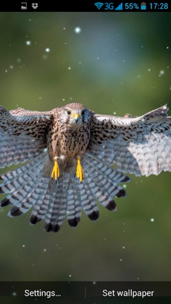 3D Bird Live Wallpaper - Preview 2