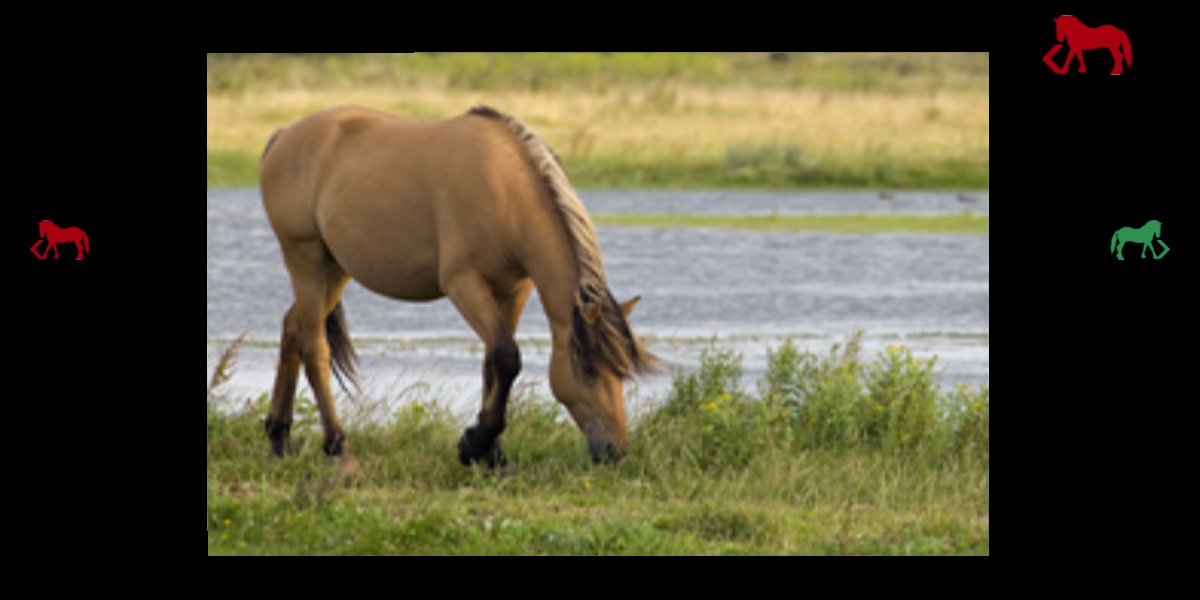 mybabyloveshorses - Preview 1