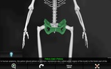 Bones Human 3D (anatomy) screenshot 17