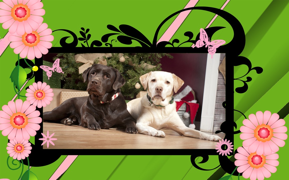 Flowers Photo Frames - Preview 5