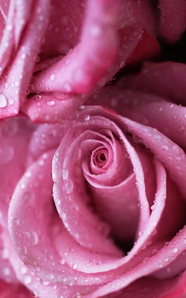 Macro Rose Live Wallpaper - Preview 4