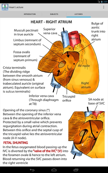 Heart Lecture - Preview 4