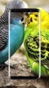 Budgie Bird Wallpaper screenshot 9