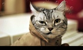 So Cute Cat screenshot 5