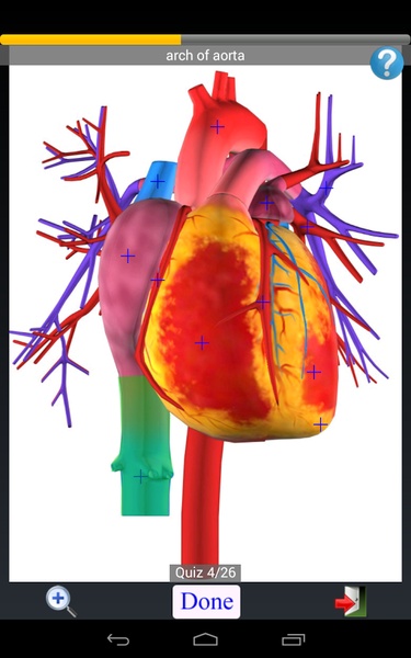 Anatomy Quiz Lite - Preview 5