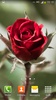 Roses Live Wallpaper screenshot 8