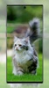 Cute Cat Wallpaper screenshot 1