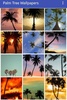 Palm Tree Wallpapers screenshot 2