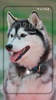 Husky dog Wallpaper HD Themes screenshot 4
