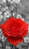 Red Rose Live Wallpaper screenshot 4