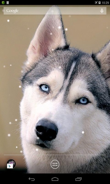 Husky - Preview 6