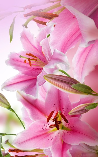 Flowers HD Live Wallpaper - Preview 3