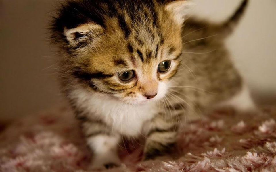Puzzle-Kittens - Preview 5