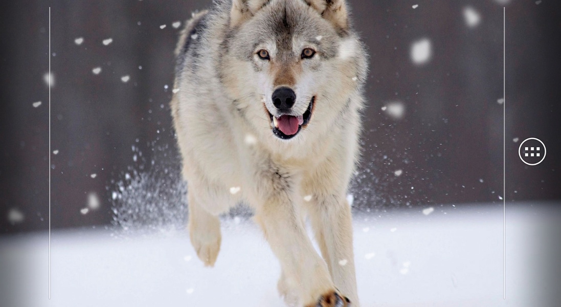 Wolf - Preview 2