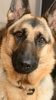 German Shepard Wallpapers screenshot 6