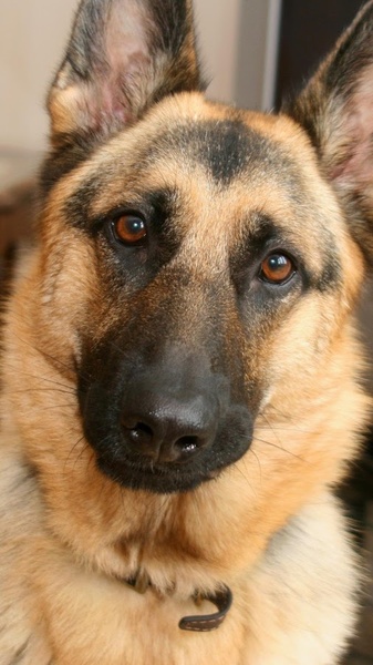 German Shepard Wallpapers - Preview 6