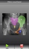 Human X-ray Anatomy - Lite screenshot 1