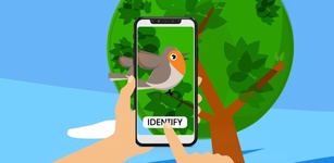 Imagen destacada de Smart Bird ID (UK & Europe)