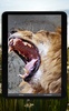 Wild Lion Live Wallpaper HD screenshot 2