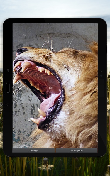 Wild Lion Live Wallpaper HD - Preview 2