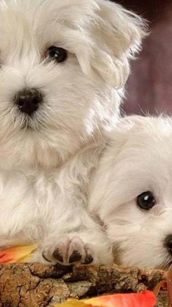 Puppies Wallpapers for Chat - Preview 2