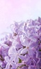 Lilac Flowers Live Wallpaper screenshot 3