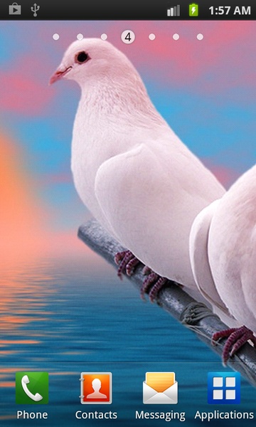 Birds Wallpapers HD - Preview 3