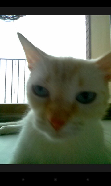 snapcat - Preview 5