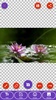 Daisy, Lily, Water Lily Wallpapers screenshot 7