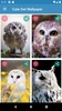 Cute Owl Wallpaper screenshot 2