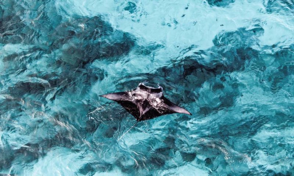 The most beautiful wallpapers of the sea animals 4k - Preview 4
