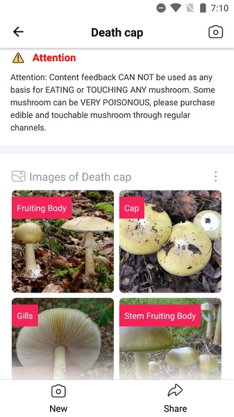 Picture Mushroom - Preview 7
