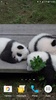 Panda Video Wallpaper screenshot 8