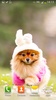 Cute Dogs Live Wallpaper screenshot 3