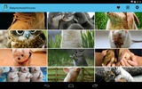 BabyAnimalsPictures screenshot 3