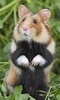 Hamster Wallpaper screenshot 4